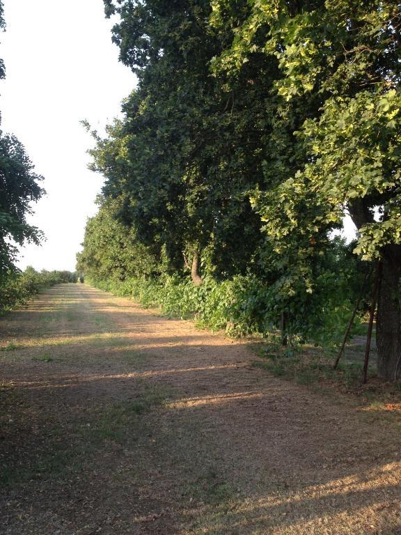 Societa Agricola Le More Agriturismo La Dondina Budrio  Dış mekan fotoğraf
