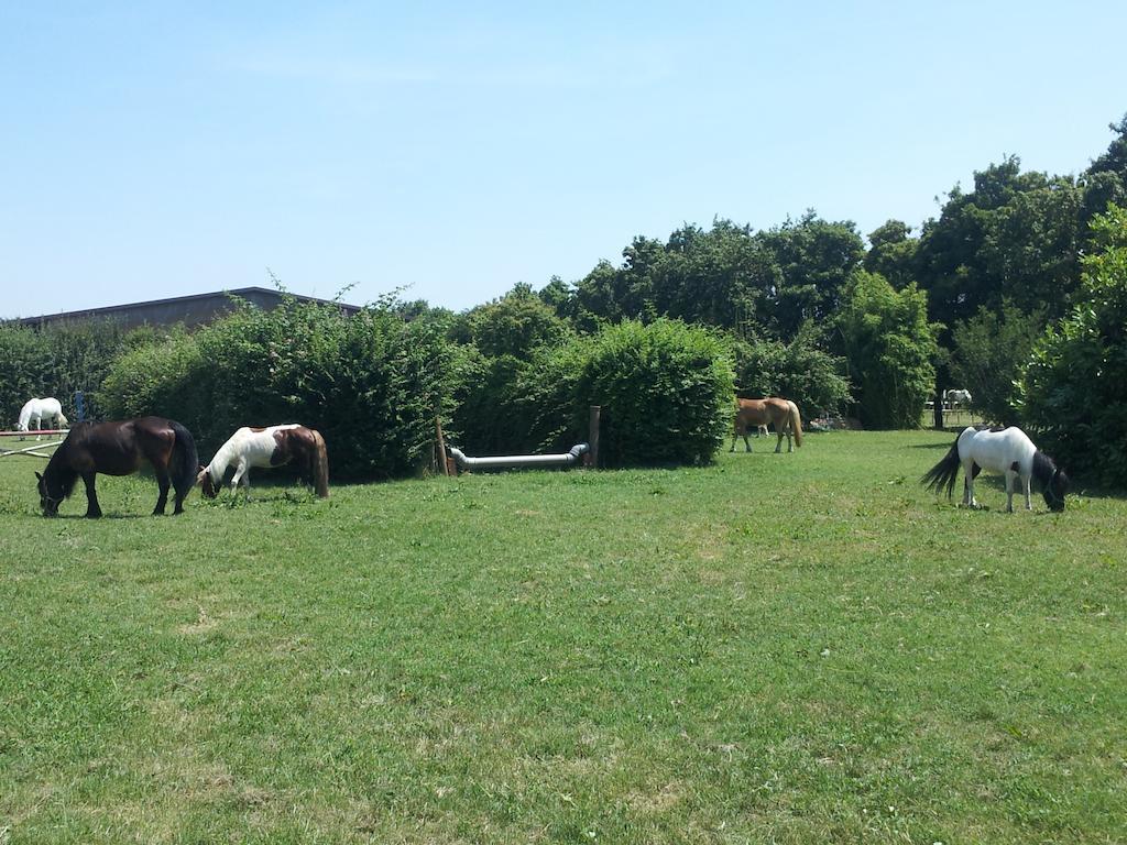 Societa Agricola Le More Agriturismo La Dondina Budrio  Dış mekan fotoğraf